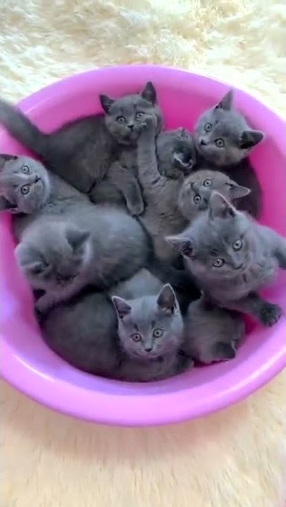 猫 可爱 视频 #shorts #12669 #shorts