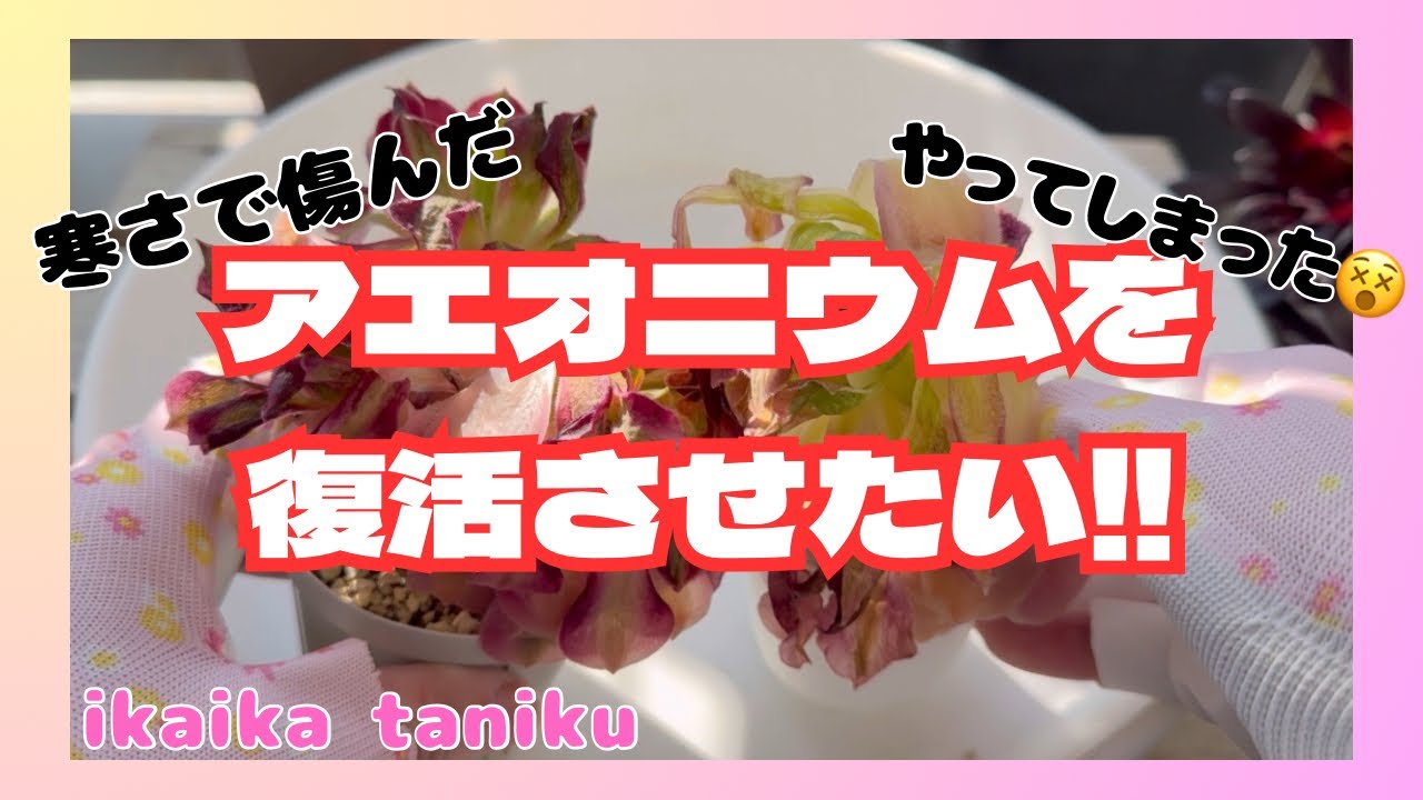 #223 『多肉植物』寒さで傷んだアエオニウムを復活させたい‼︎