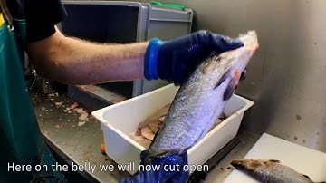 Video diary Vol.2 - Fish processing barramundi