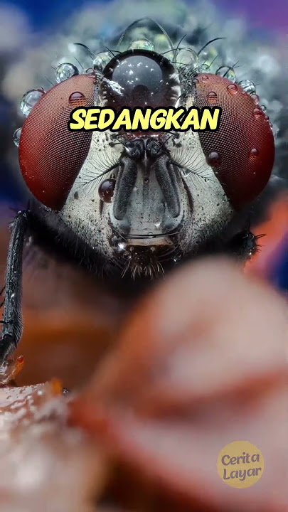 Ultra Insting Lalat!
