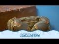 幻のカニ「ハマガニ」 日本財団 海と日本PROJECT in しまね 2018 #28
