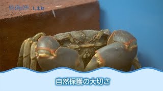 幻のカニ「ハマガニ」 日本財団 海と日本PROJECT in しまね 2018 #28