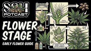 S2H Potcast | Season 6 | Early Flower