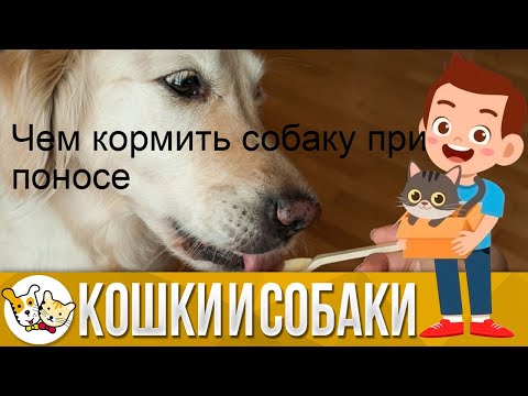 Чем кормить собаку при поносе