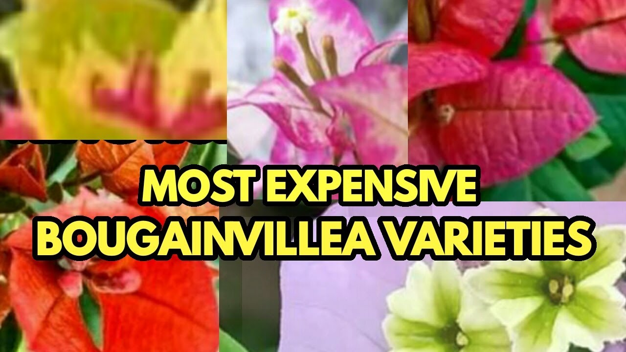 MOST EXPENSIVE BOUGAINVILLEA VARIETIES YouTube