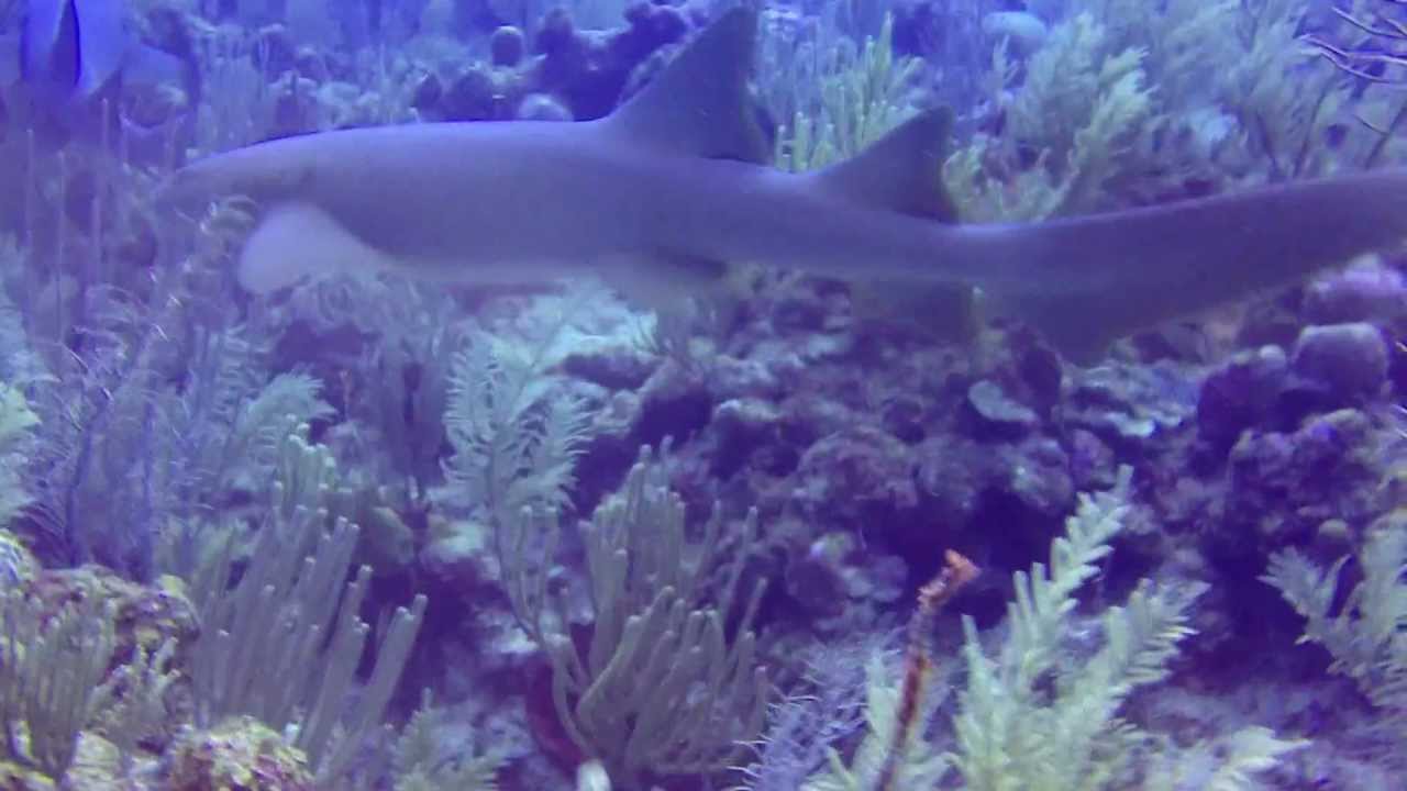 Manada de tiburones nodriza YouTube