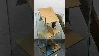 The Simplest Mouse Trap Idea Using Cardboard // Mouse Trap 2 #Rattrap #Rat #Mousetrap #Shorts