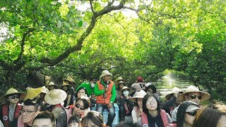 【台灣亞馬遜河】四草綠色隧道 4K