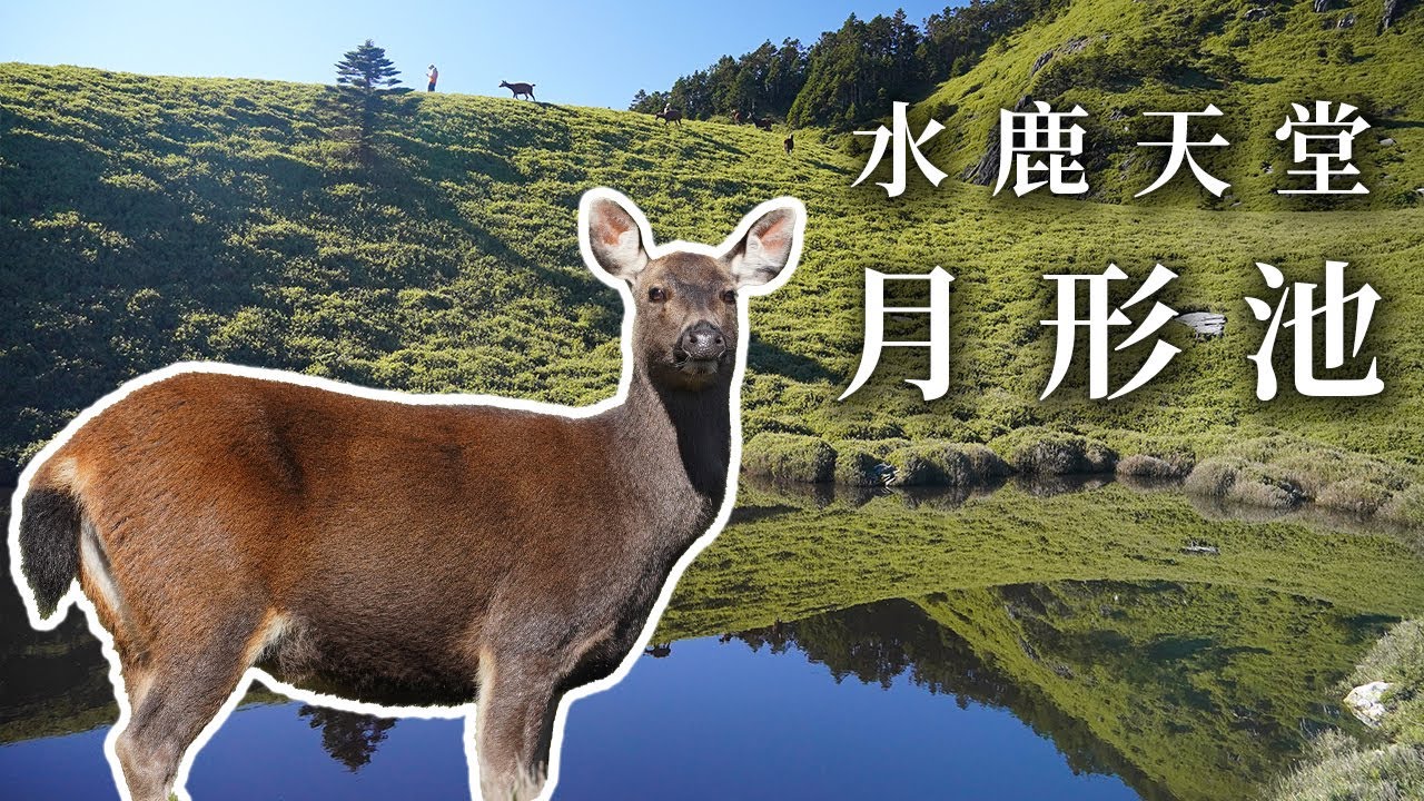被水鹿包圍的秘境 月形池 三天兩夜 | 奇萊北峰 | 沉浸式登山