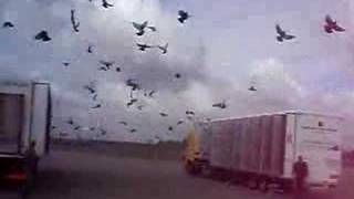 Duivenlossing Afdeling 5 Zuid Holland In Meer