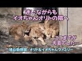 旭山動物園　迷いながらもイオちゃんオリトの隣へ　ここまでが大変でした…　Orito & Io family　Lion family　Asahiyamazoo