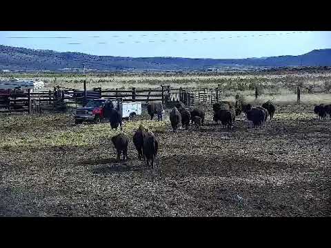 bison iloilo D & B Bison Ranch Live Stream