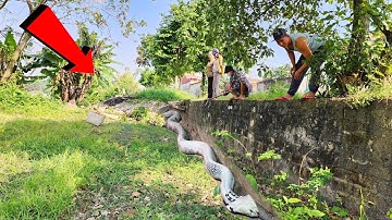 Cuộc Gọi Kinh Hoàng Của Ông Chú Khi Nhìn Thấy Rắn Hổ Mang Chúa Sau Mưa Lớn Dâng Cao