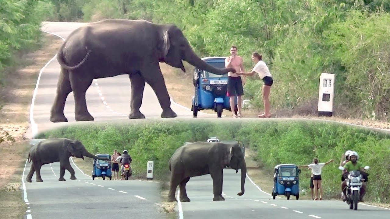 The wild elephant waiting for food ! - YouTube