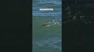 Crazy video of a flounder surfing a wave in Florida. #fish