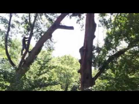 Tree Removal Service Atlanta Tree Professionals - YouTube