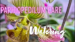 Paphiopedilum Care Guide: Watering