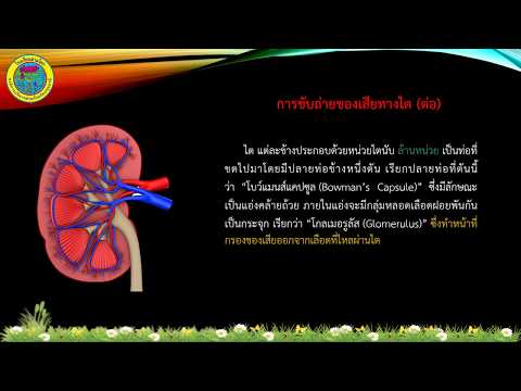 วิชาสุขศึกษา ระบบขับถ่ายของร่างกาย ม.5 By ครูอธิศักดิ์