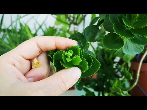 Video: Topçu Bitki Bakımı - Topçu Bitkileri Nerede Yetiştirilir