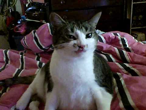 My silly cat likes Ben Gay! Part 2