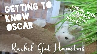Getting to Know Oscar // Bonding with my Skittish Roborovski Hamster