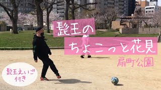 スタッフ企画 髭王のちょこっと花見 髭王えいご付き 扇町公園 Youtube スタッフ企画 髭王のちょこっと花見 髭王えいご付き 扇町公園 Youtube