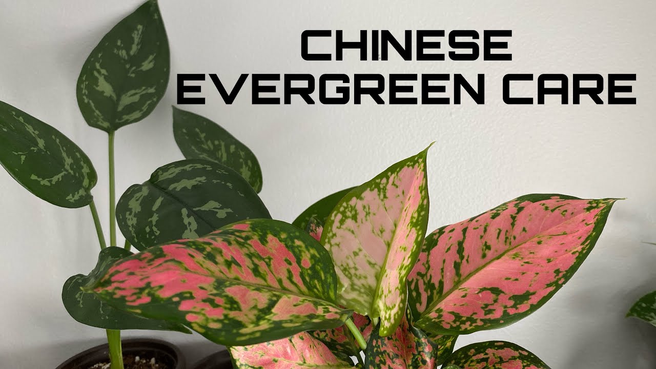 How to Care for Chinese Evergreen Plants || Aglaonema Houseplant Care Guide!!