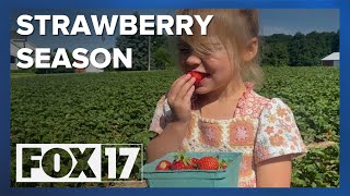 It's Strawberry season at Krupp Farms in Rockford