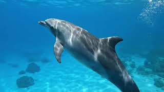 🐬🌊 ¡El elegante delfín deslizándose con gracia entre las olas del océano! ✨💙