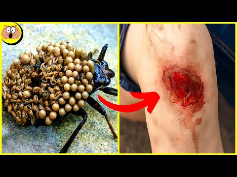 Video: Geweldige insecten - schorpioenen