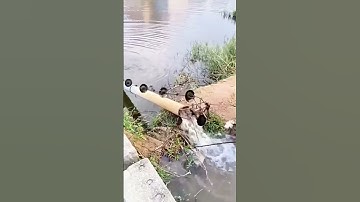 Ingenious irrigation process of rice fields with homemade water pumps