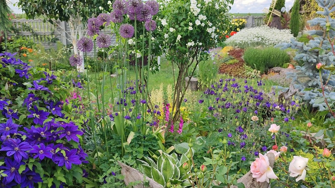 Клематиси 🌸. Догляд, огляд сортів. Поєднання клематисів з іншими рослинами 🌱