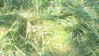 Koby. - Mailbox Cherries Music Video