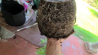 Quarentine Cannabis Transplanting update.