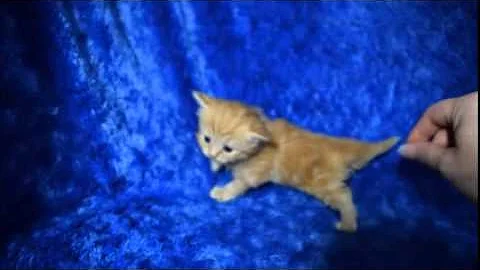 Watch the video about Jewels - Red Tabby Munchkin Kitten from www.RagdollKittens.net