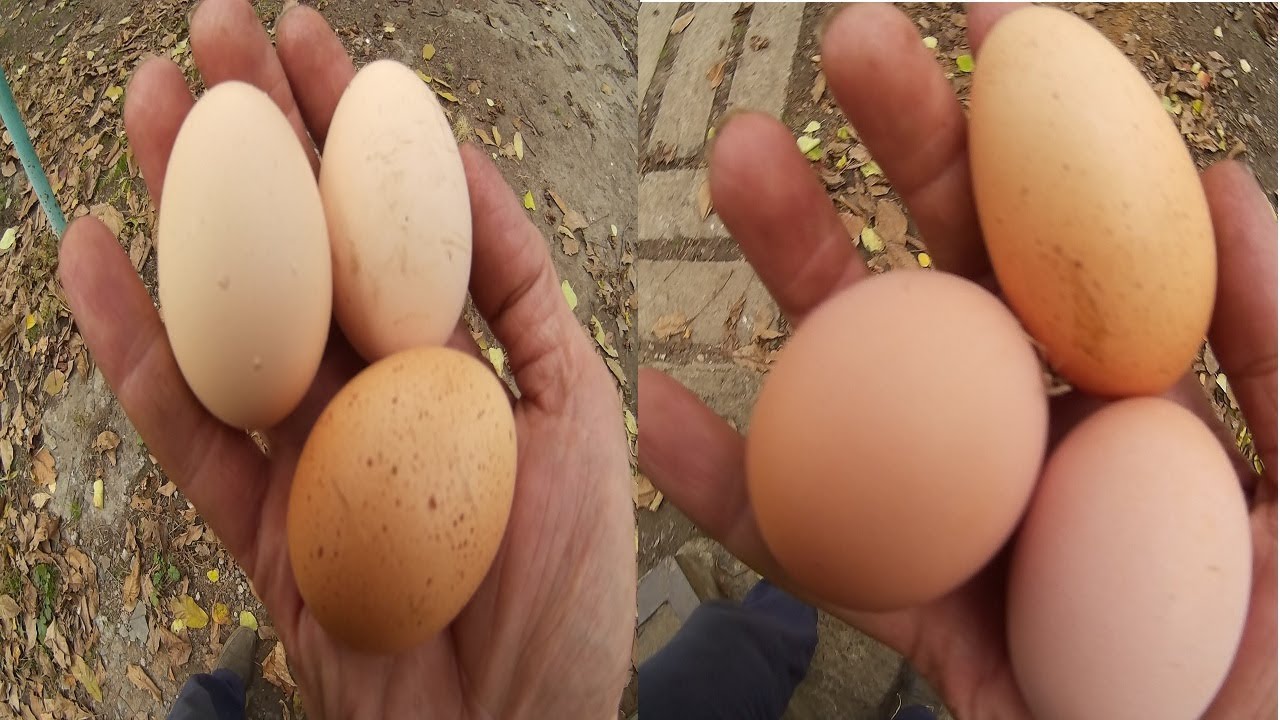Кура несет мелкие яйца. Двухжелтковые яйца порода кур. Куриное яйцо вытянутой формы. Продолговатое куриное яйцо. Яйцо удлиненной формы.