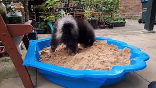 Triton's Sandpit ⛱ (VERY SPOILED Finnish Lapphund Puppy)