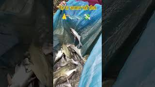 #shortvideos #pangasfish #fishing #farming #desiviilagelifetstyle Village-vibes-and-Culture