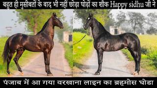 बहुत ही मुसीबतों के बाद भी नहीं छोड़ा घोड़ों का शौक  अब पंजाब में ले आये वरखाना लाइन का ब्रहमोस घोडा