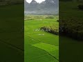 سورة العلق الشيخ محمد الفقيه 