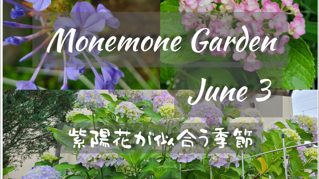 ガーデニング》夏向きの草花☆いろいろな紫陽花☆もねもね