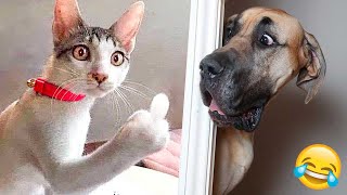 New Funny Animals 2024 🤣 Funniest Cats and Dogs 😻🐶 Part 5