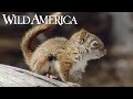 Wild America | S8 E7 Whitebark | Full Episode HD