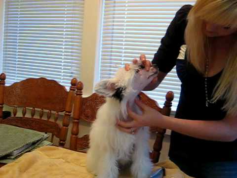 Video: Hur Man Passar öronen På En Kinesisk Crested Hund