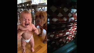 Hilarious pet moments when cats and dogs take control #funny #pets #bulldog #animals