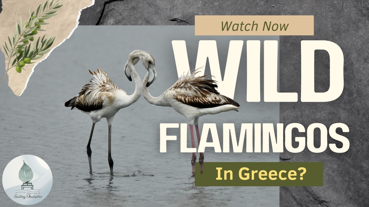 We Didn’t Expect THESE in the Ionian 🇬🇷 | Life in a Greek Winter Marina