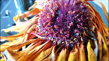 MiniWaves 1 -  (Unmixed Tape) Coldwave/Synth/PostPunk/Industrial