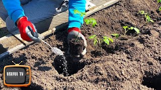 Tomatoes love this fertilizer and will give a great harvest! Add it when planting seedlings