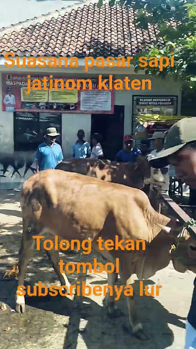suasana pasar sapi jatinom klaten.