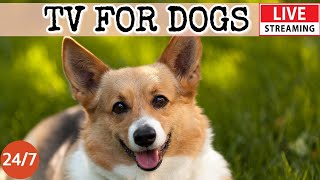 [LIVE] Dog Music?Calming Music for Dogs with Anxiety??Dog Sleep Music for Dog Relaxation??